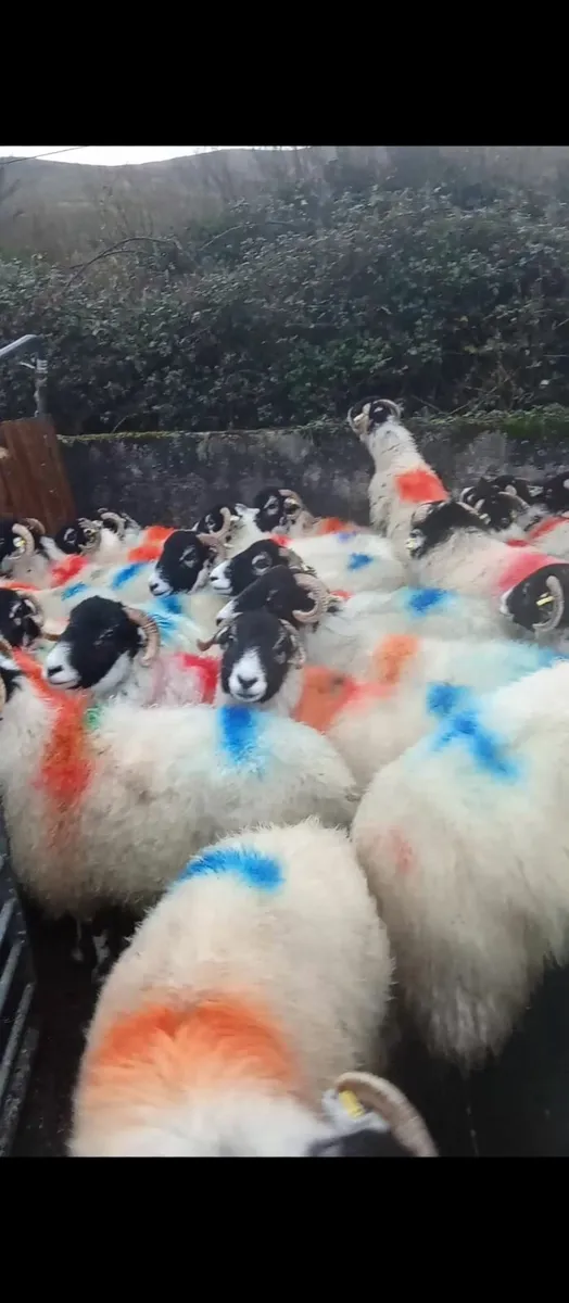 Swaledale hogget ewes - Image 2