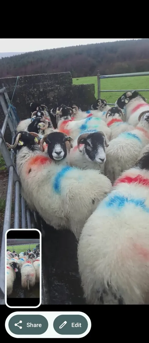 Swaledale hogget ewes - Image 3