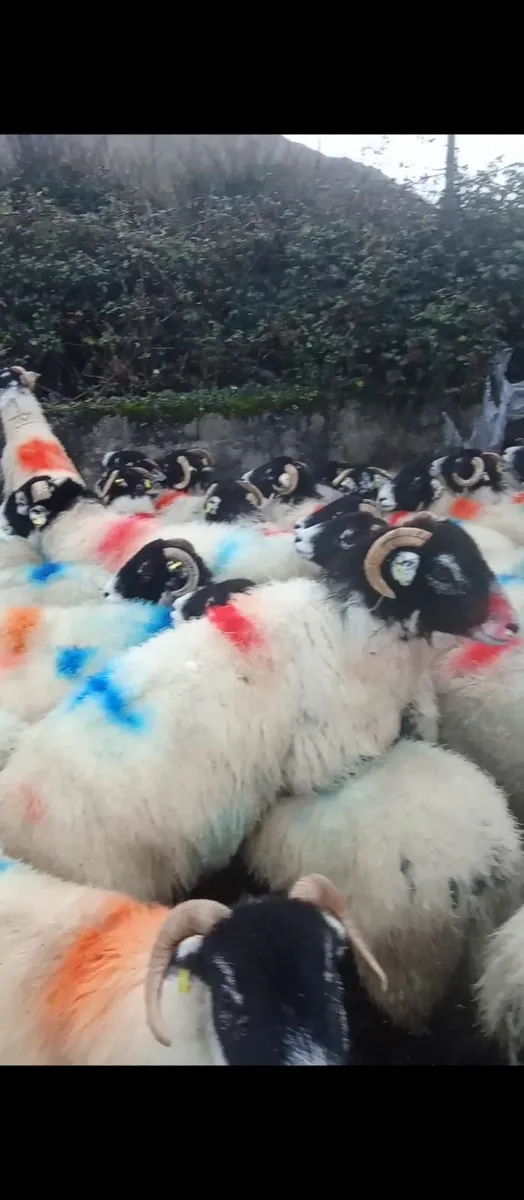 Swaledale hogget ewes - Image 4