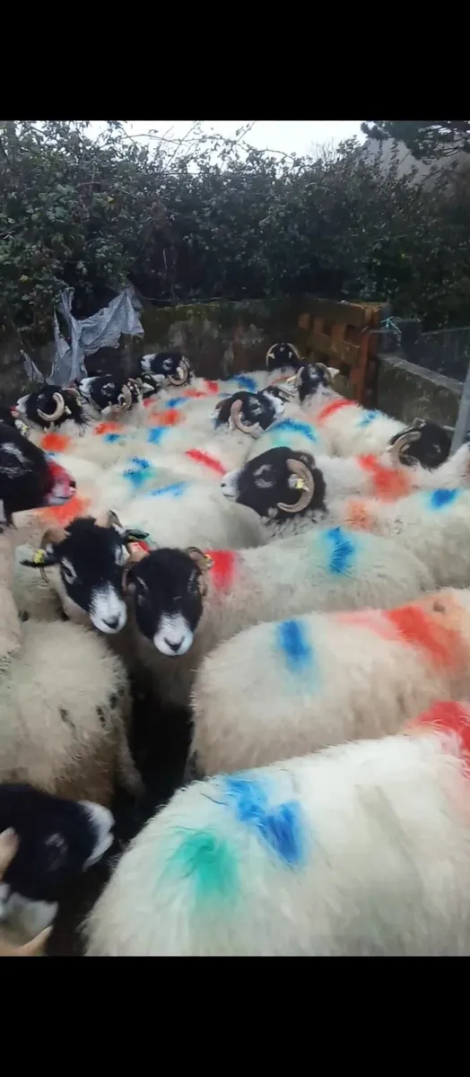 Swaledale hogget ewes - Image 1