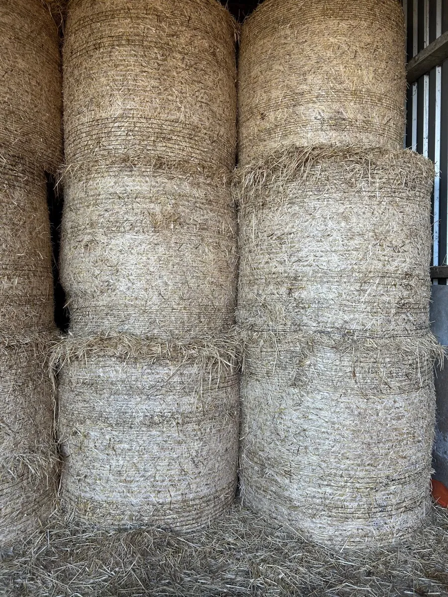 Round bales of straw