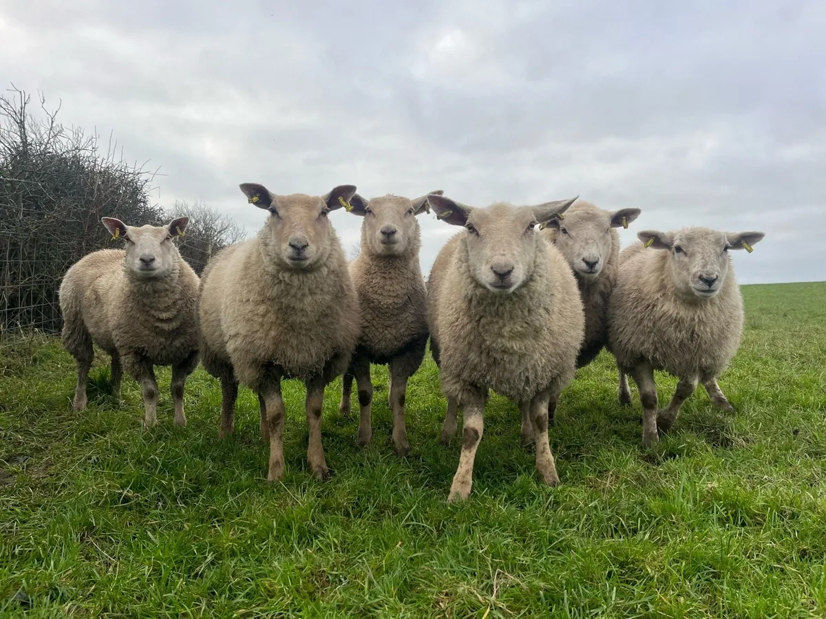Ewe lambs - Image 4
