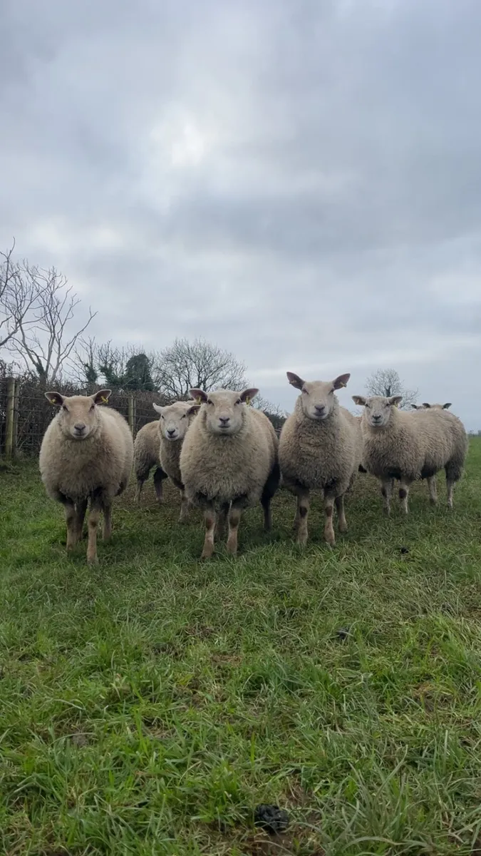 Ewe lambs - Image 1