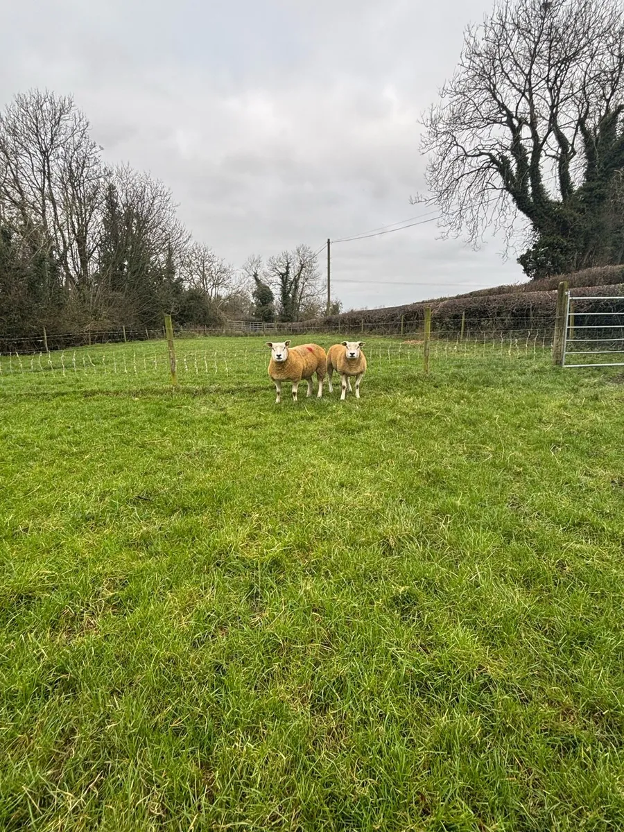 Pedigree texel in-lamb hoggets - Image 1