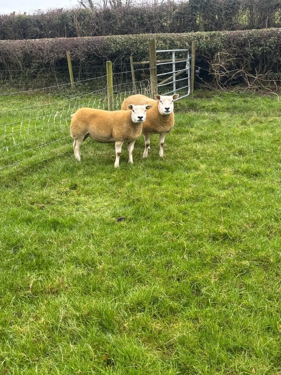 Pedigree texel in-lamb hoggets - Image 2
