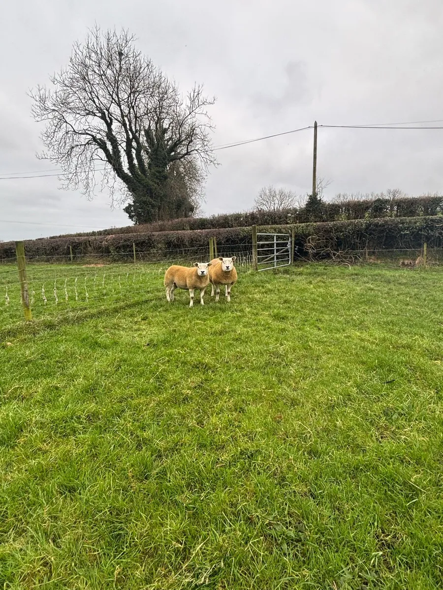 Pedigree texel in-lamb hoggets - Image 3