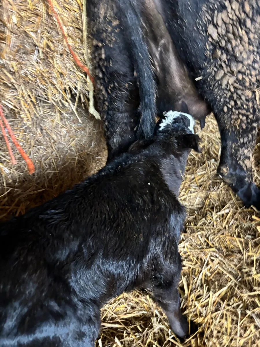 Foster calf - Image 1