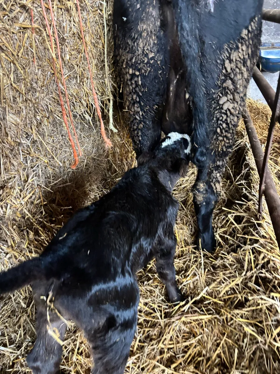 Foster calf - Image 2