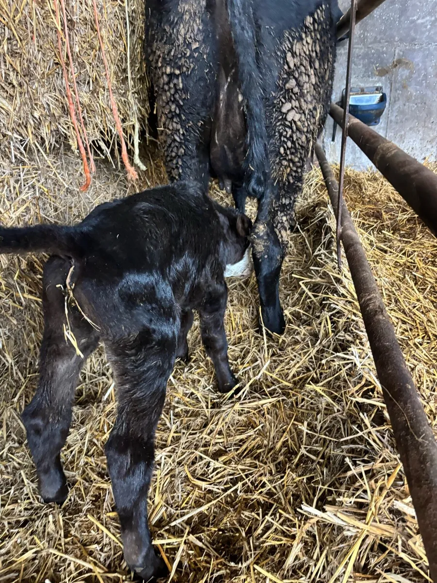 Foster calf - Image 4