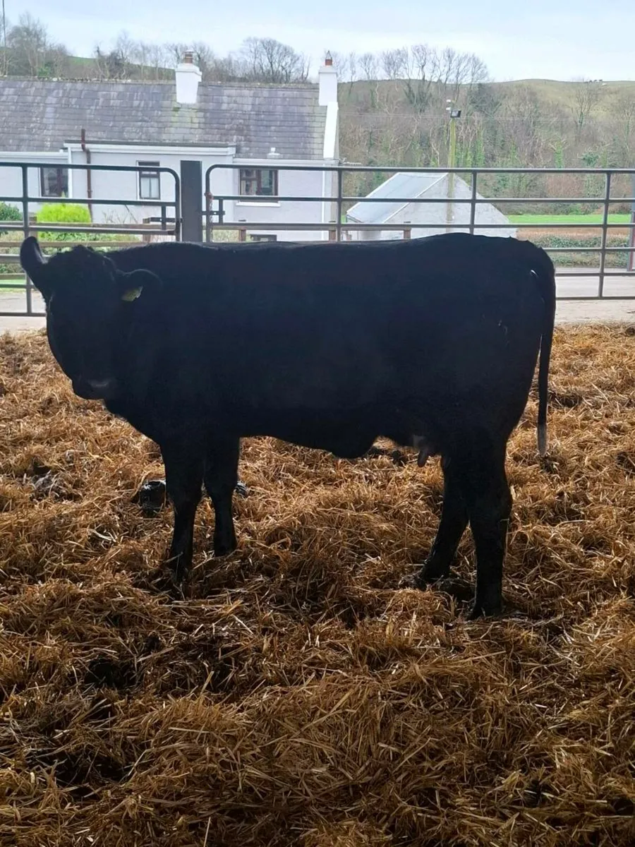 Foster cow - Image 1