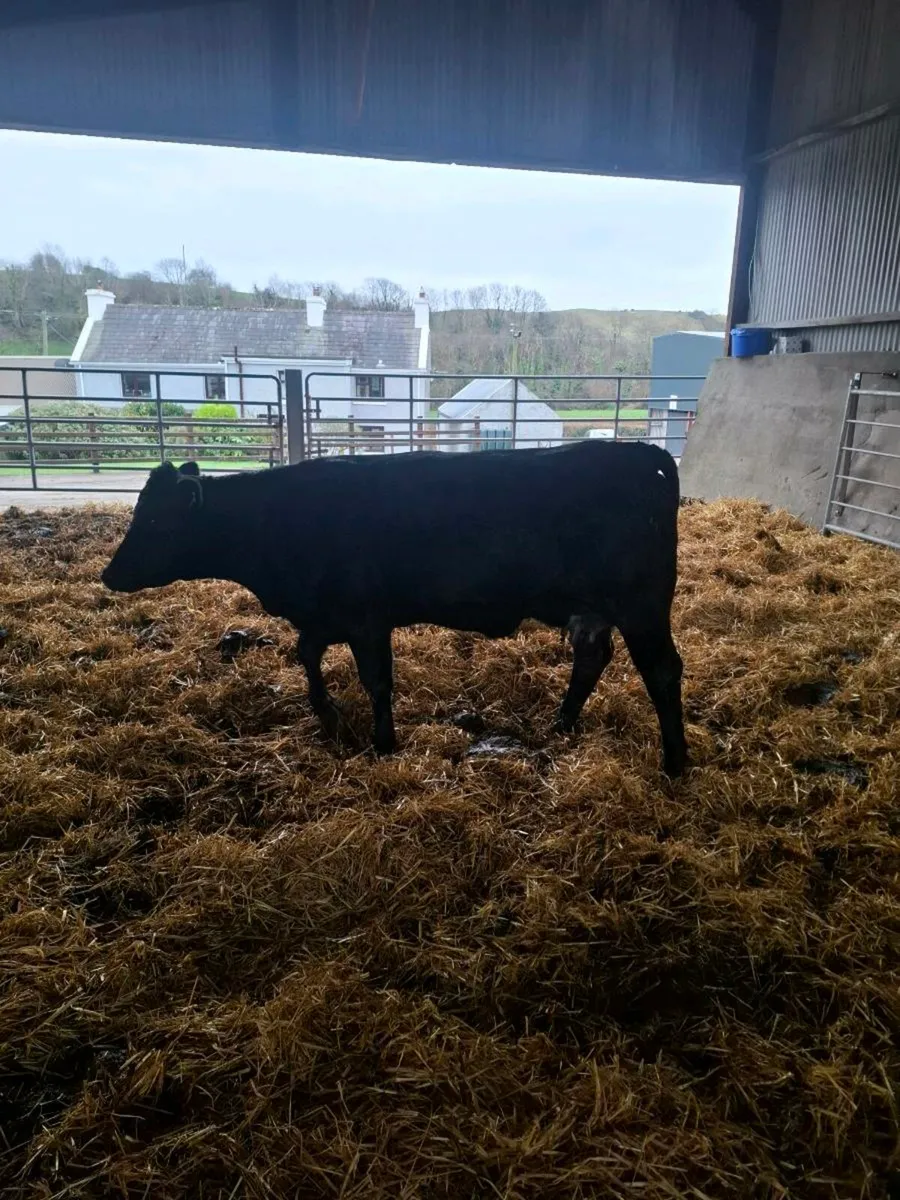 Foster cow - Image 2