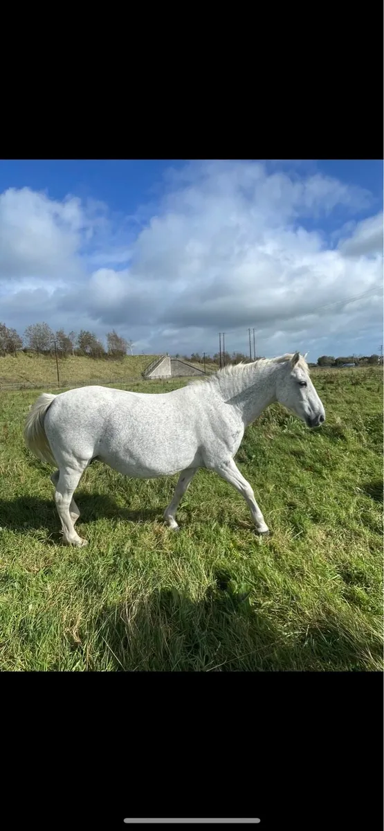 Connemara mare infoal - Image 1
