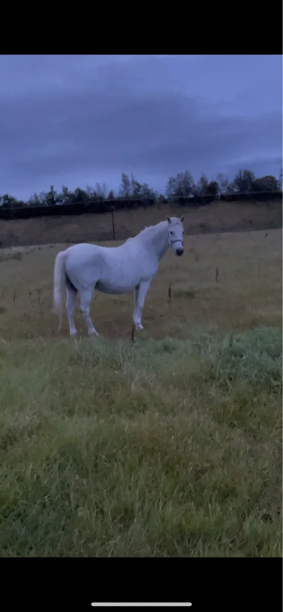 Connemara mare infoal - Image 2