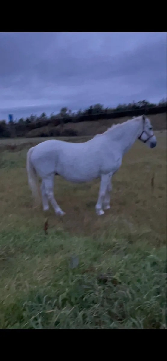 Connemara mare infoal - Image 3