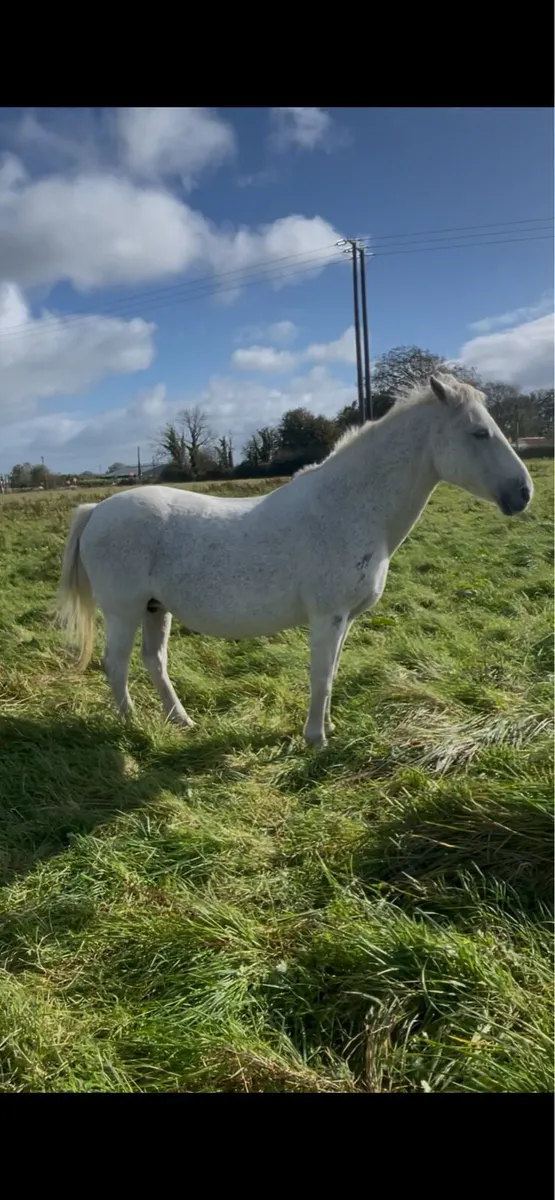 Connemara mare infoal - Image 4