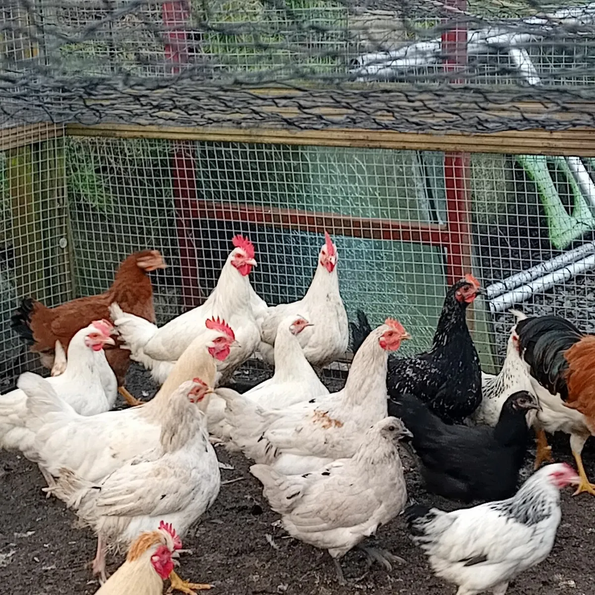 Poultry chickens hens roosters - Image 4