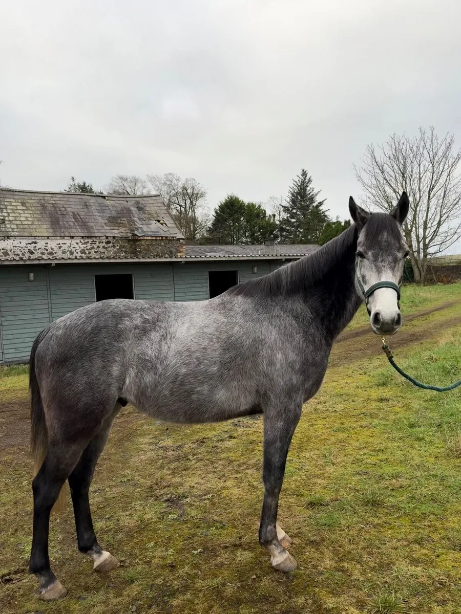 TB Gelding Looking For New Home🤩🏡 - Image 1