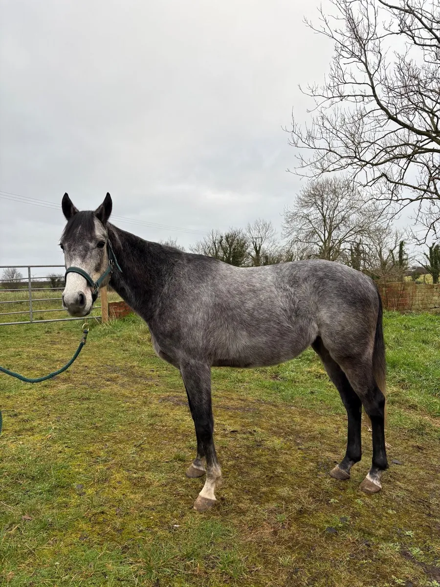 TB Gelding Looking For New Home🤩🏡 - Image 3