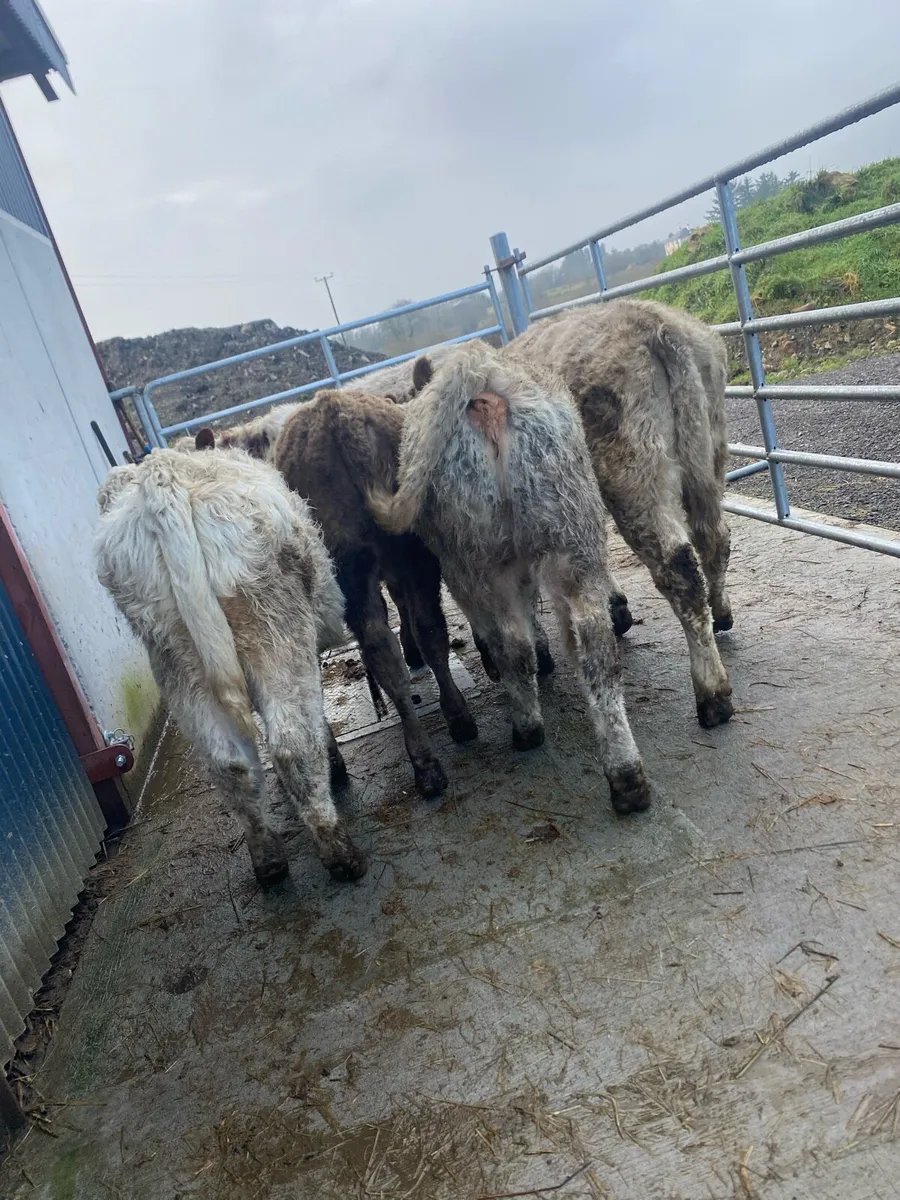 5 suckler bred heifer weanlings - Image 1