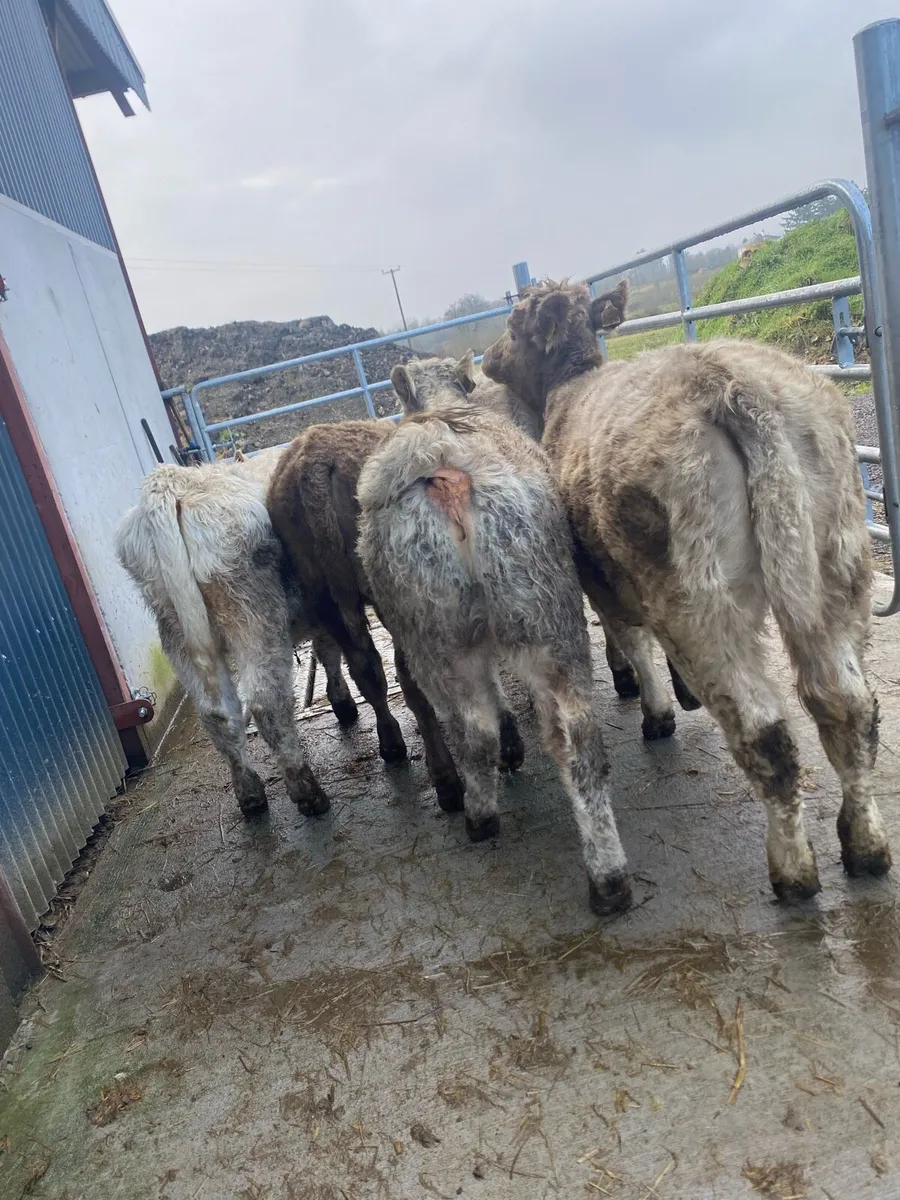 5 suckler bred heifer weanlings - Image 2