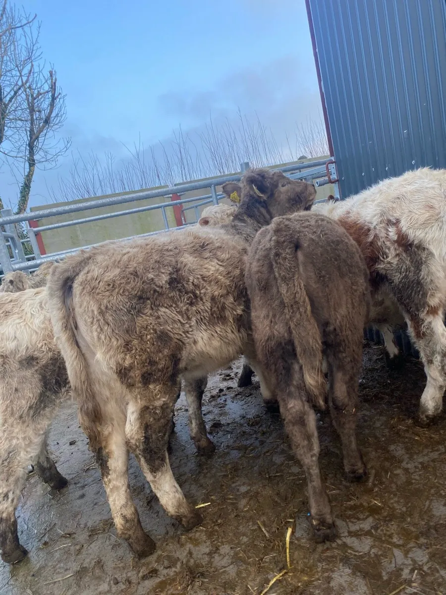 5 suckler bred heifer weanlings - Image 3