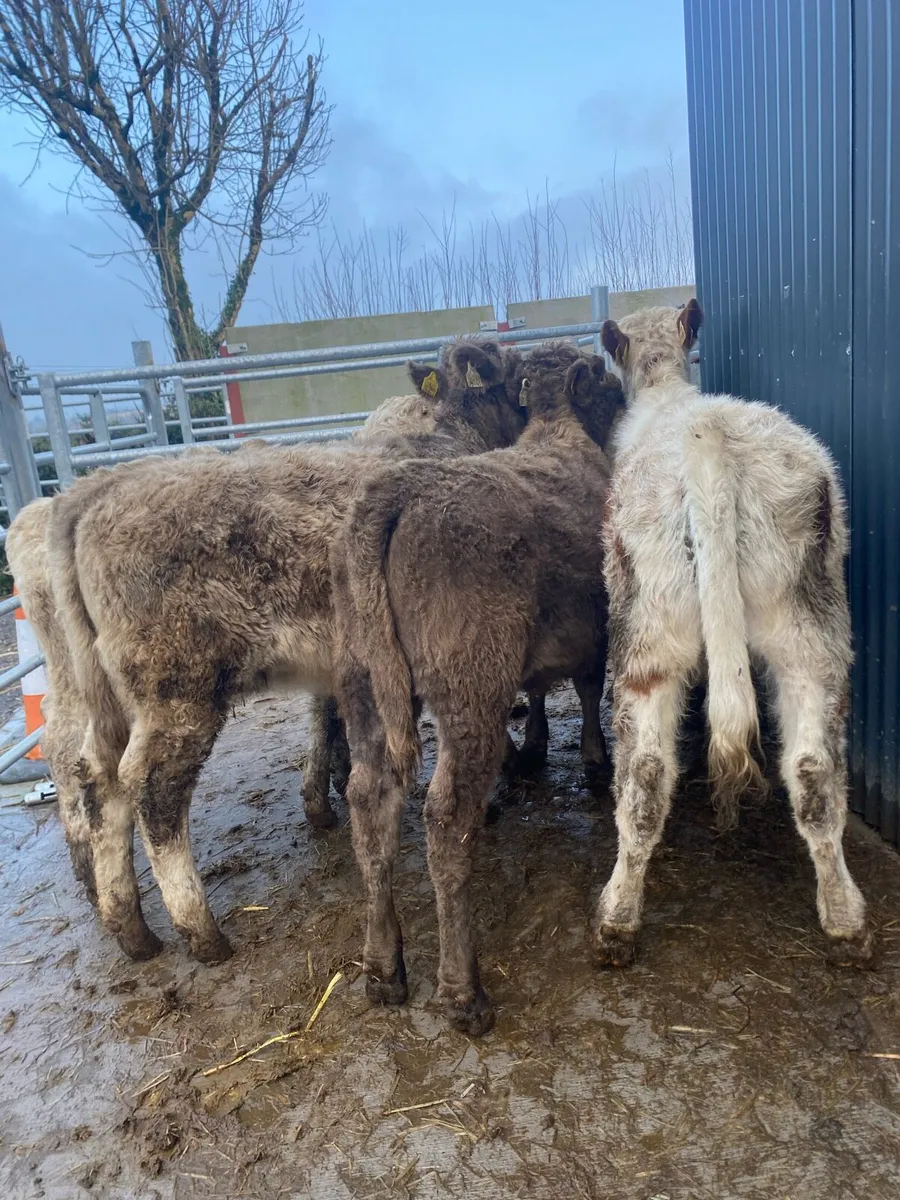 5 suckler bred heifer weanlings - Image 4