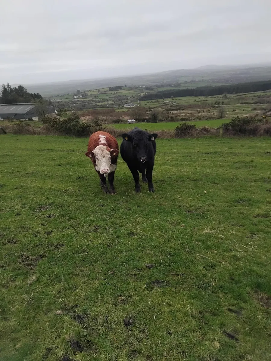 Angus Hereford charolais bull - Image 1
