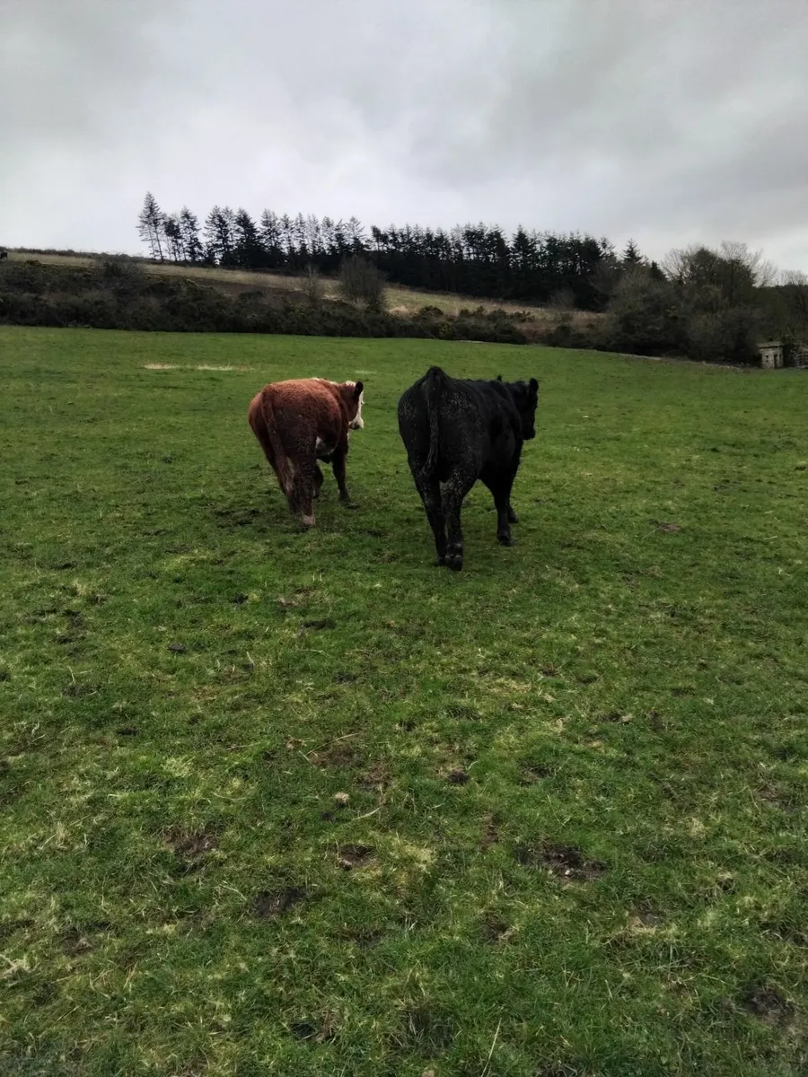 Angus Hereford charolais bull - Image 2