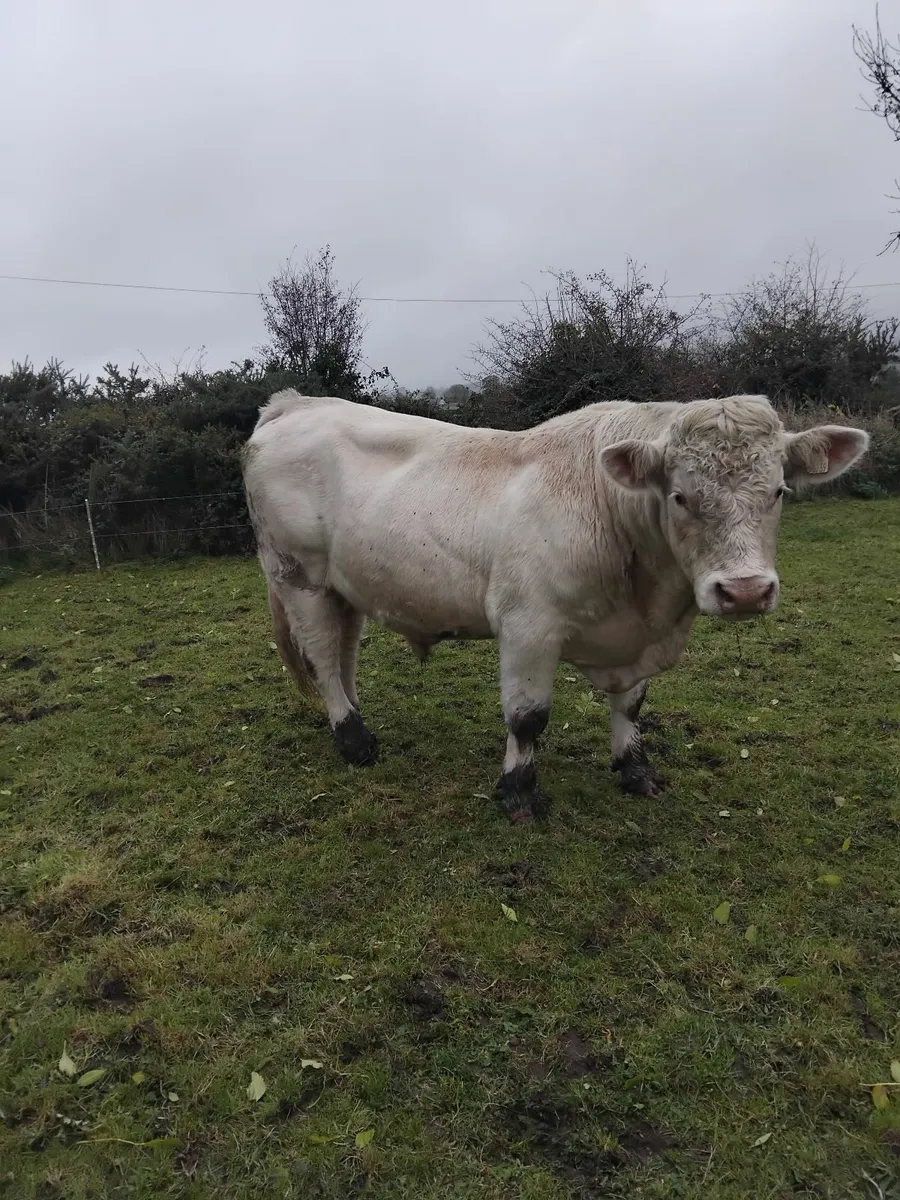 Angus Hereford charolais bull - Image 3