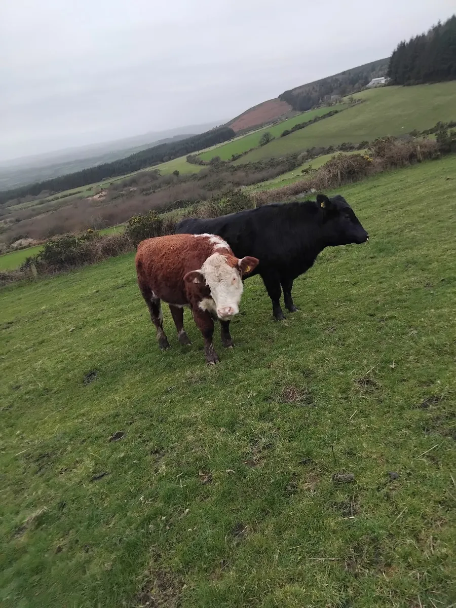 Angus Hereford charolais bull - Image 4