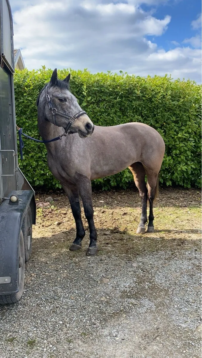 138 sji pony - Image 2