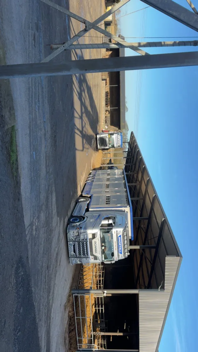 CATTLE REQUIRED FOR EXPORT - Image 2