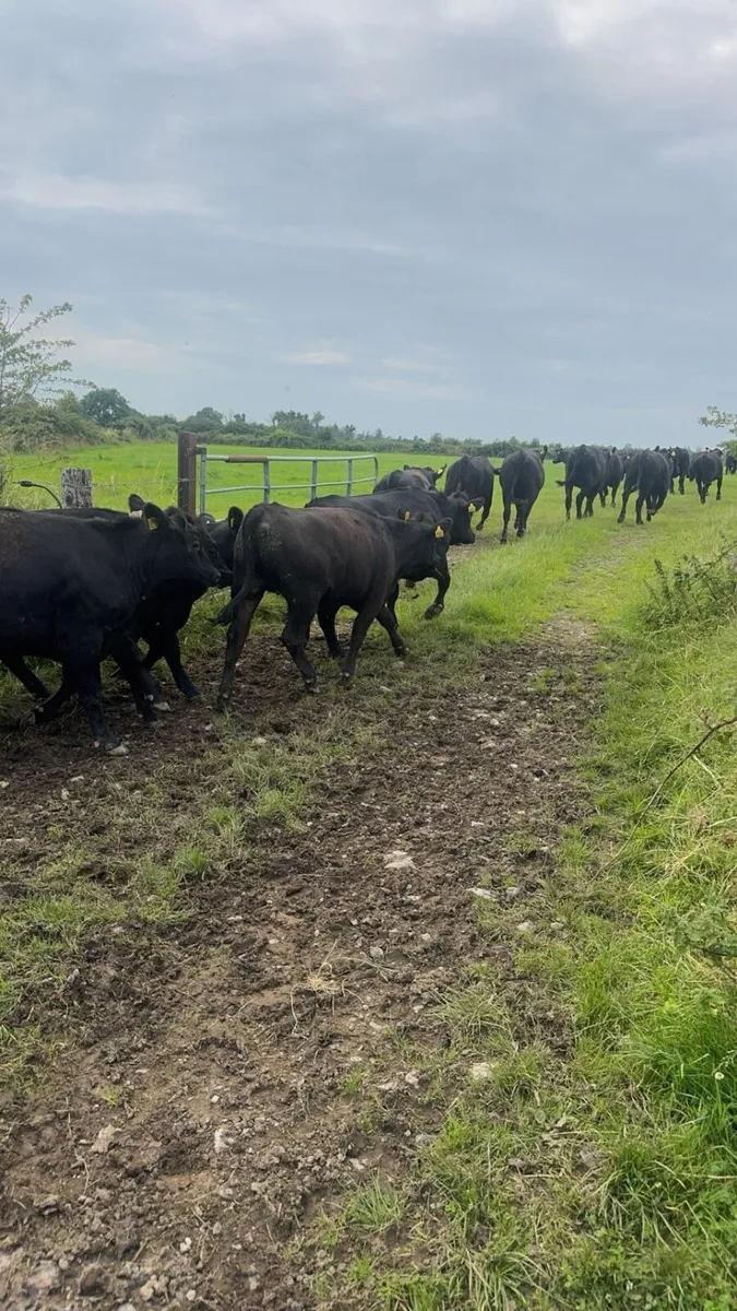 CATTLE REQUIRED FOR EXPORT - Image 3