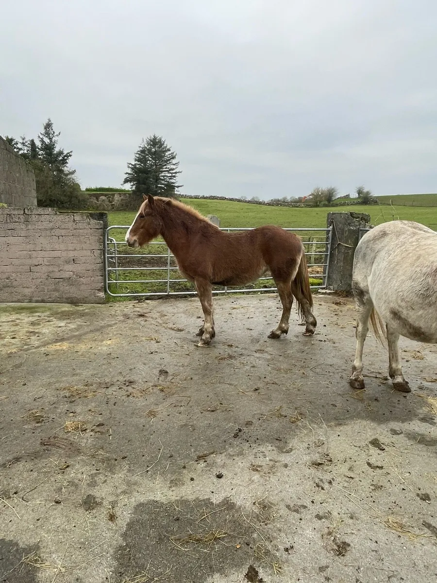 Chestnut filly - Image 1