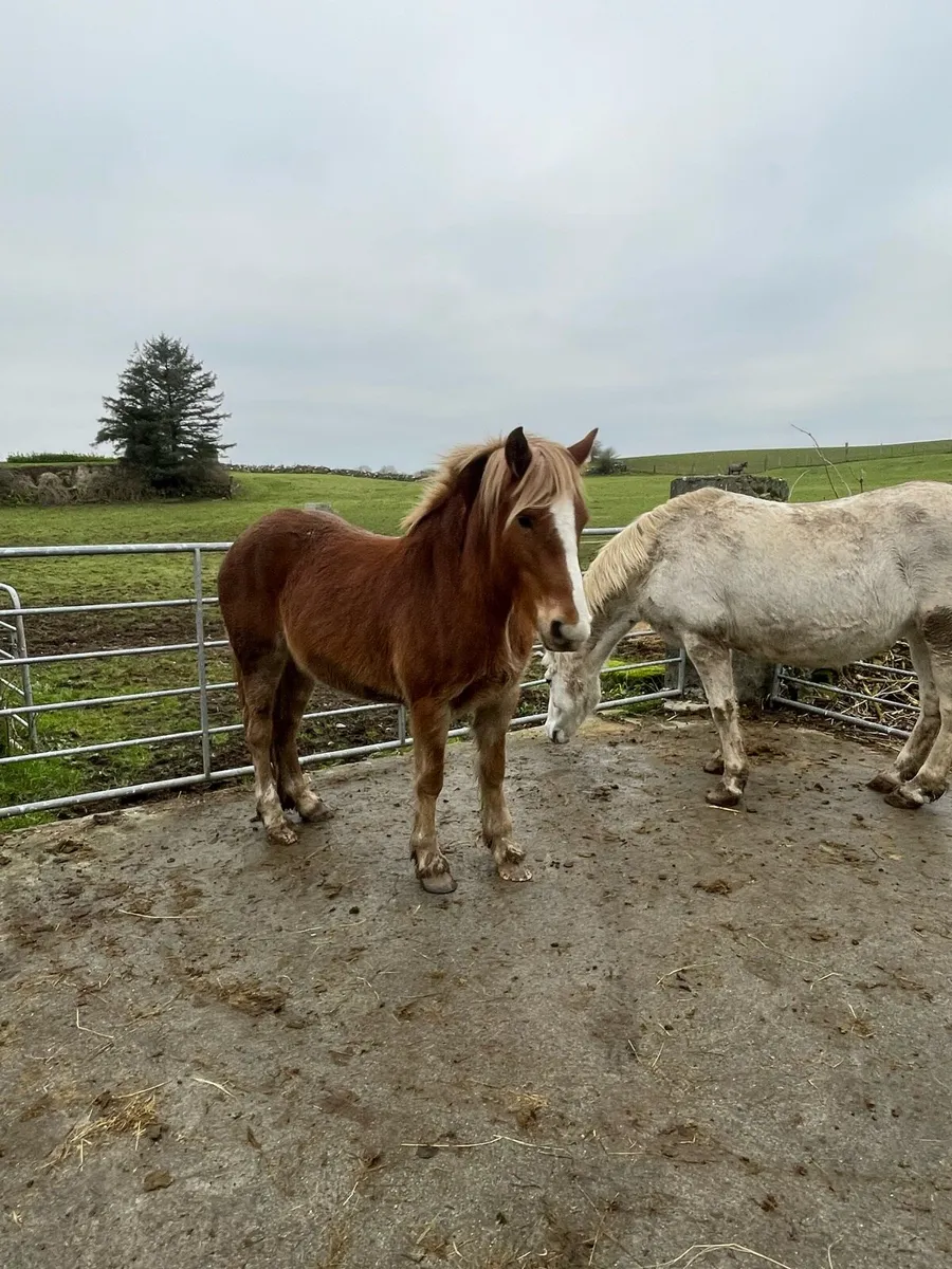 Chestnut filly - Image 2
