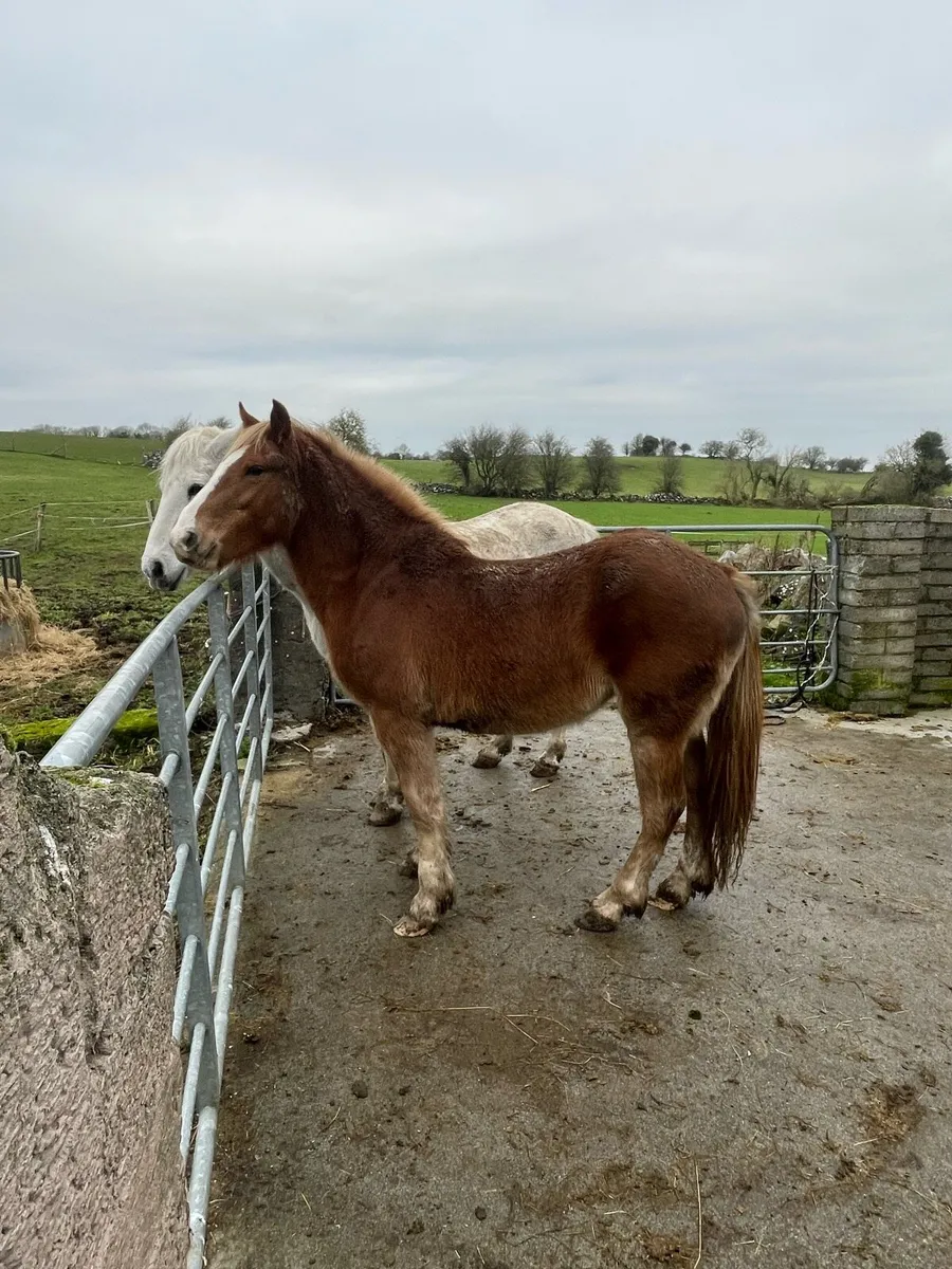 Chestnut filly - Image 3