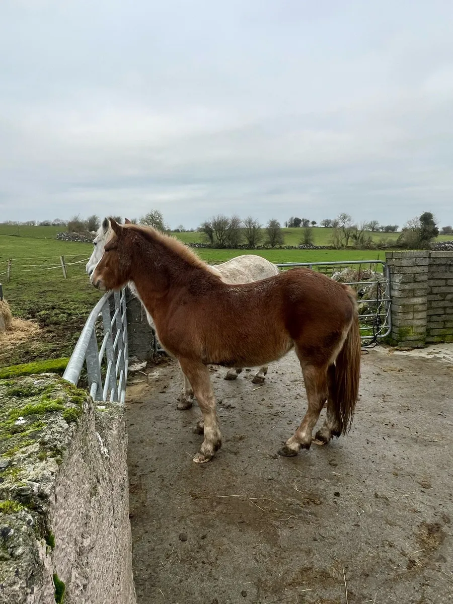 Chestnut filly - Image 4