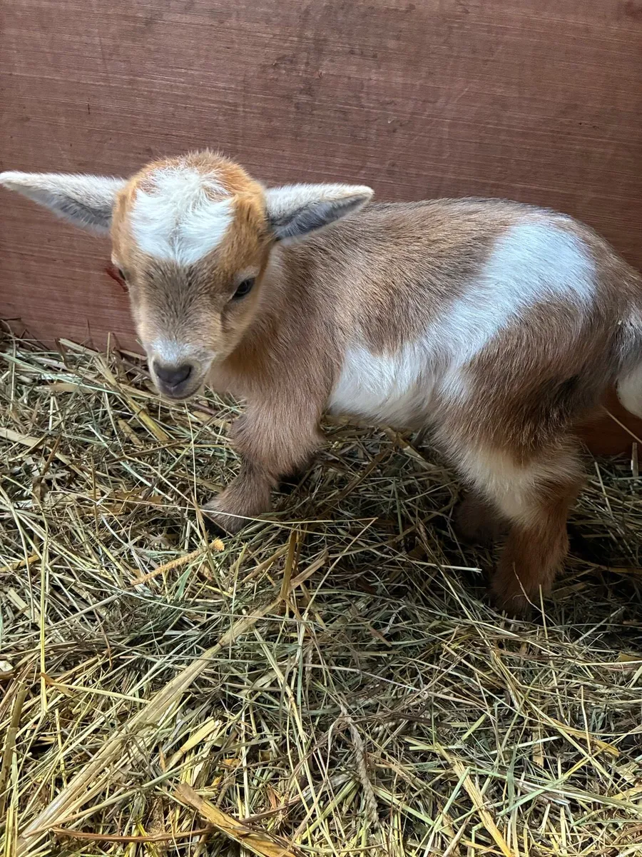 Pygmy goat kids - Image 1