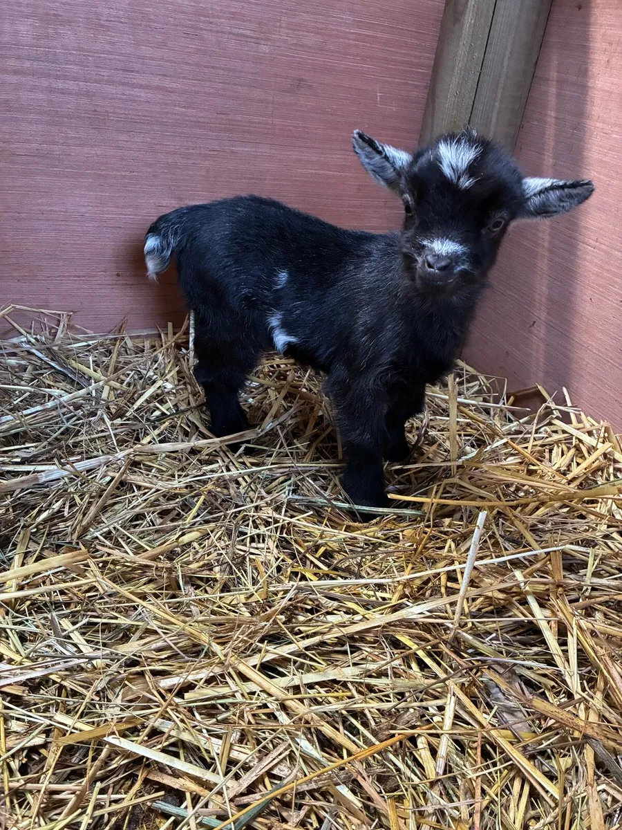Pygmy goat kids - Image 2