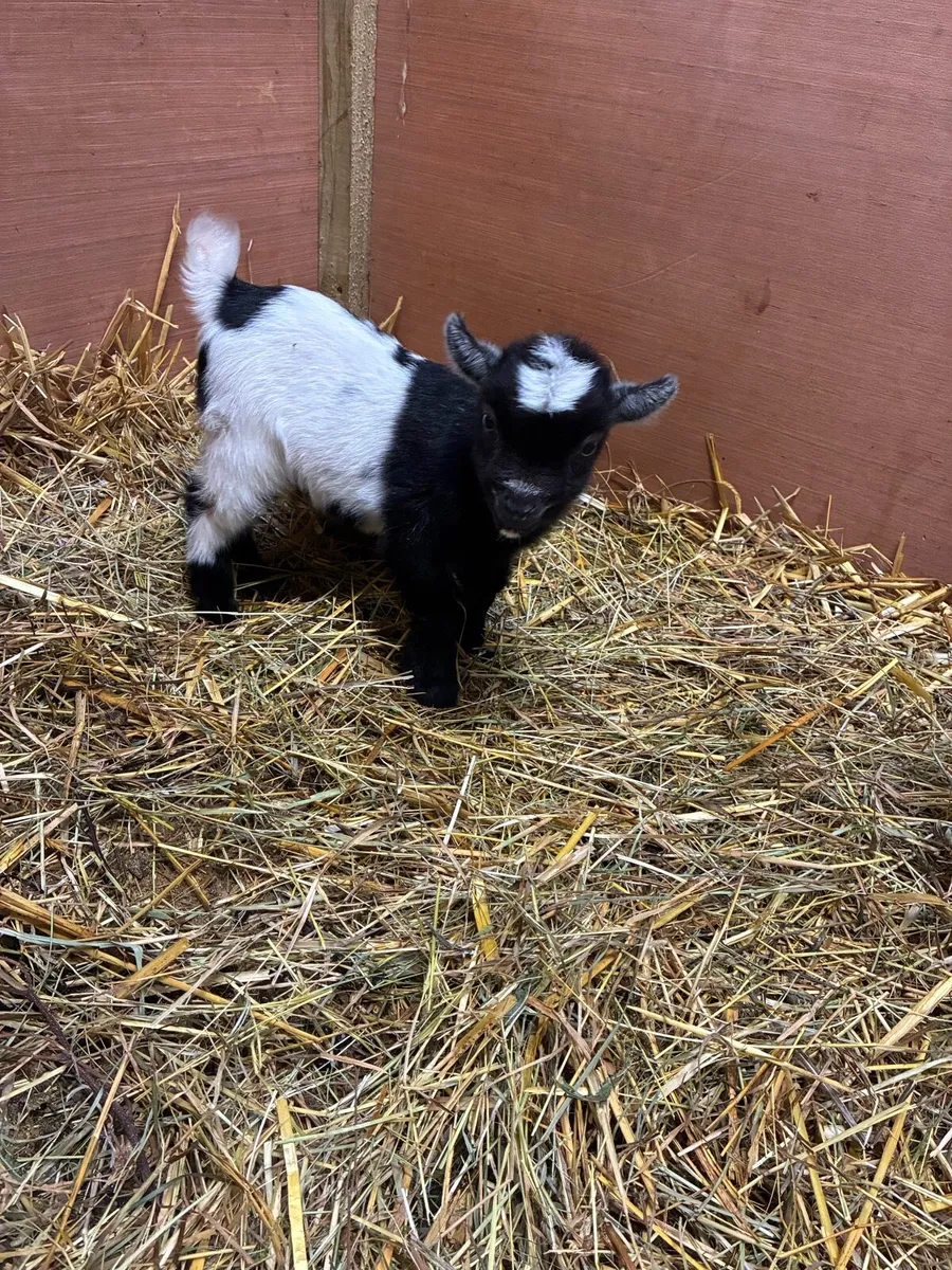 Pygmy goat kids - Image 3