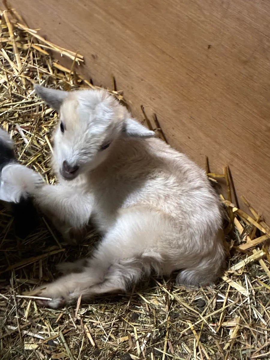 Pygmy goat kids - Image 4