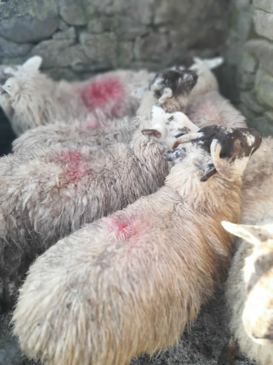 Ewe lambs x 12 & 15 ram lambs. - Image 3