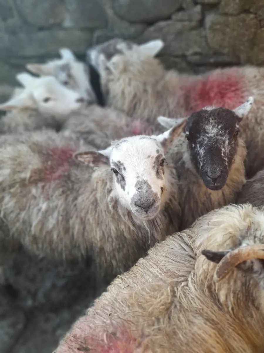 Ewe lambs x 12 & 15 ram lambs. - Image 1