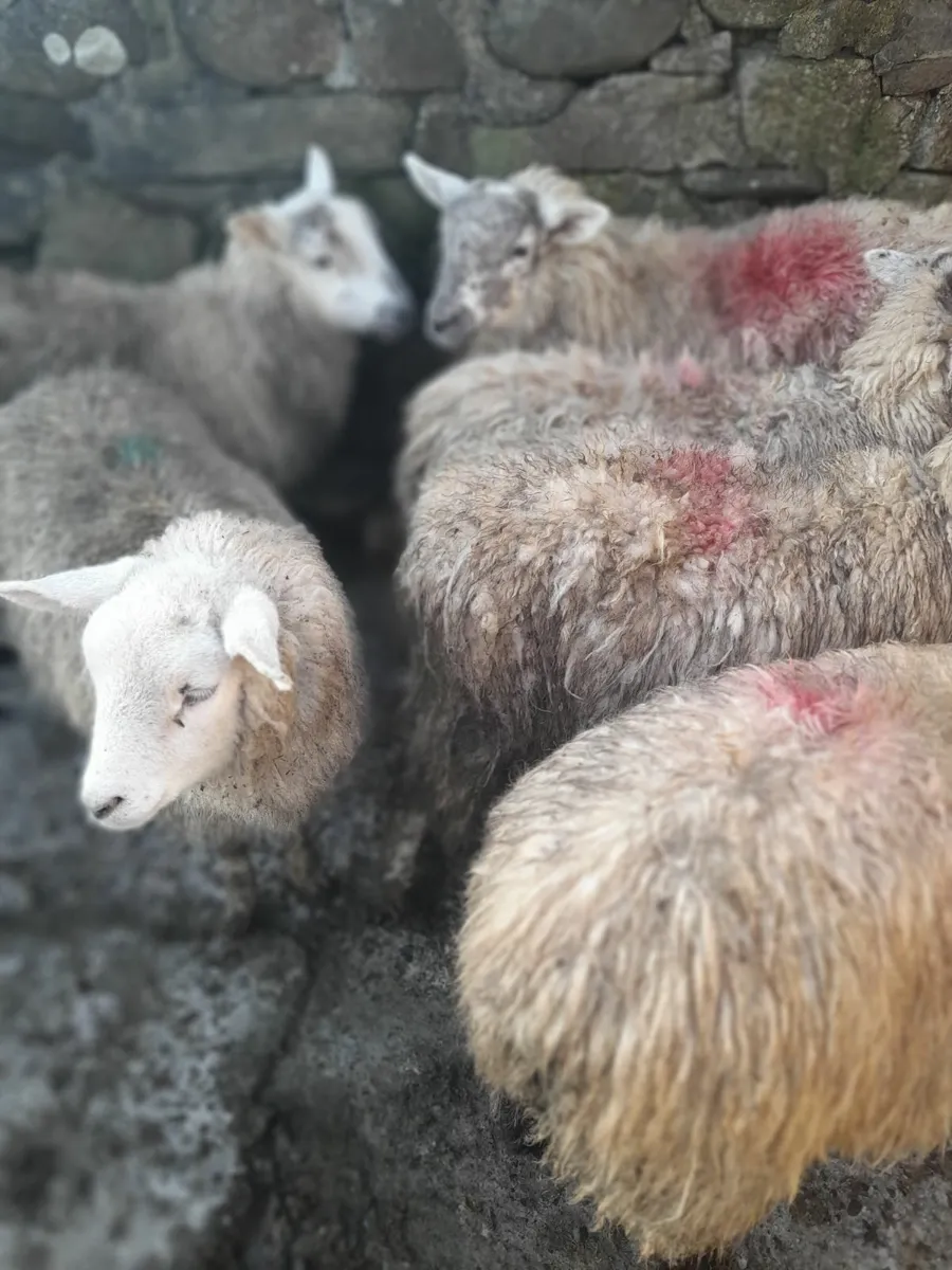 Ewe lambs x 12 & 15 ram lambs. - Image 4