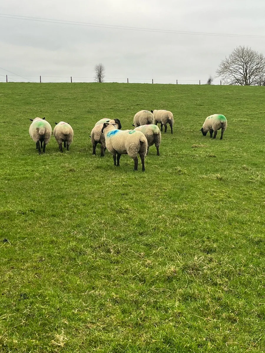 4 empty hoggets - Image 3