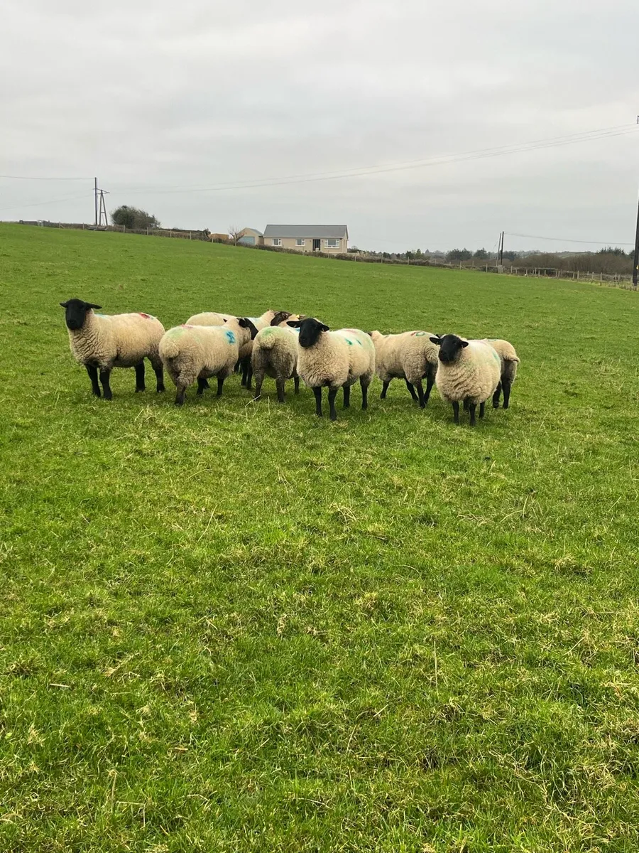 4 empty hoggets - Image 4