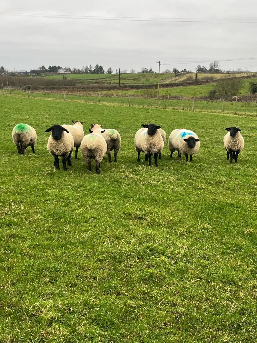 4 empty hoggets - Image 1