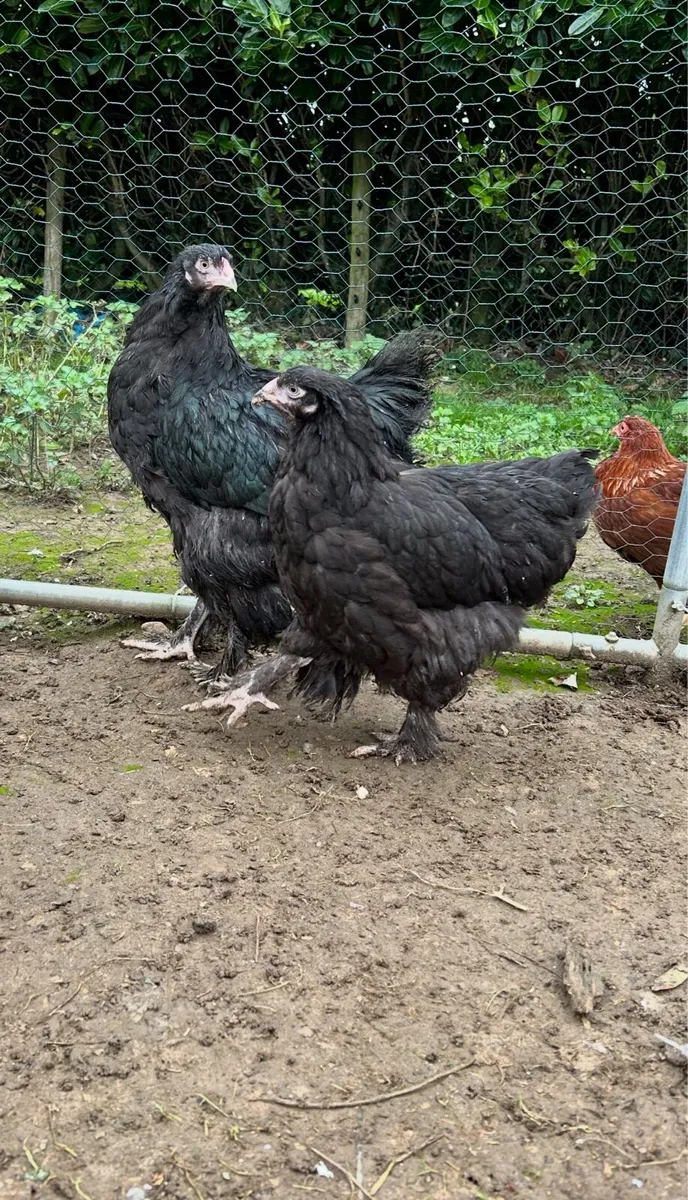 brahmas and barnavelders - Image 1