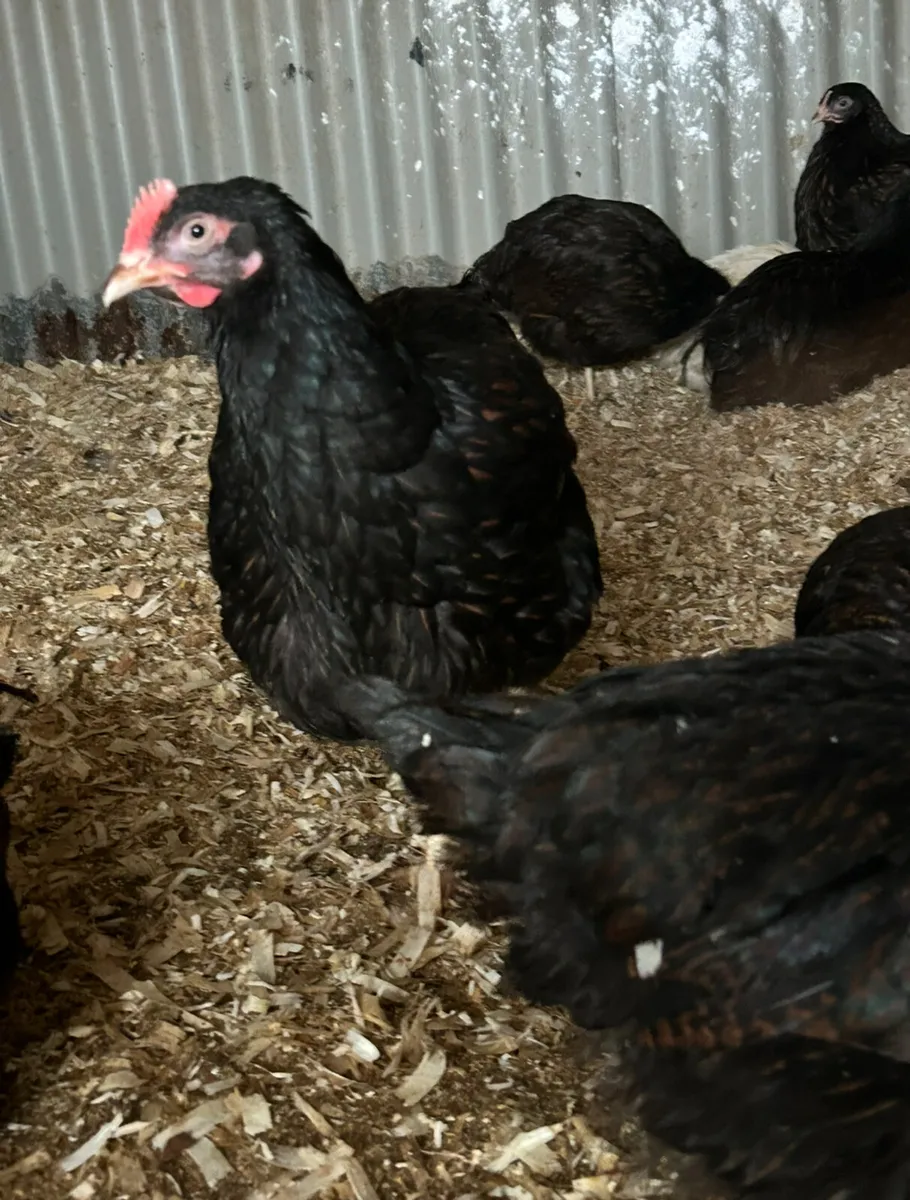 brahmas and barnavelders - Image 2