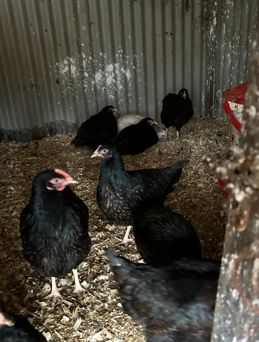 brahmas and barnavelders - Image 3